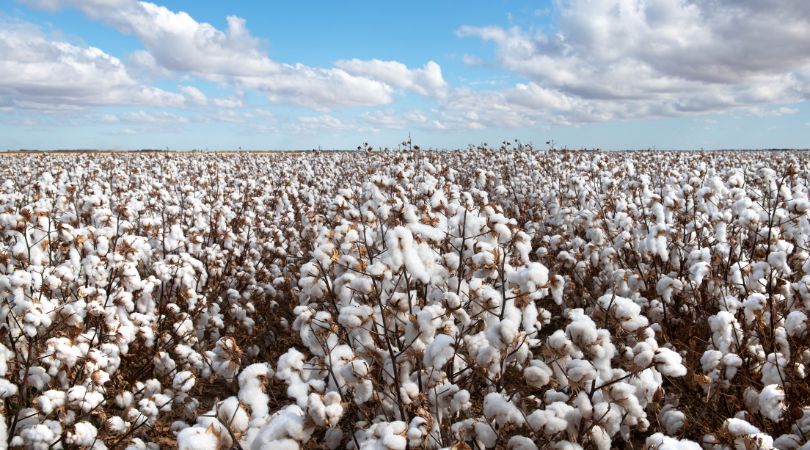 Is Organic Cotton Sustainable? Here's What You Need to Know