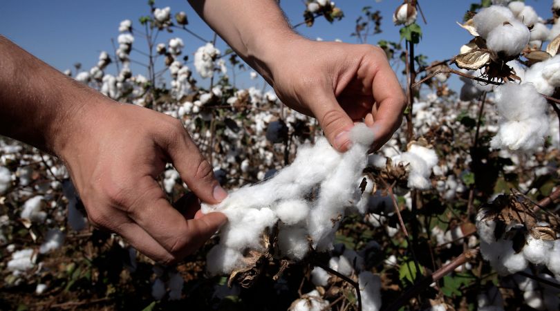 Is Organic Cotton Sustainable? Benefits & Environmental Impact