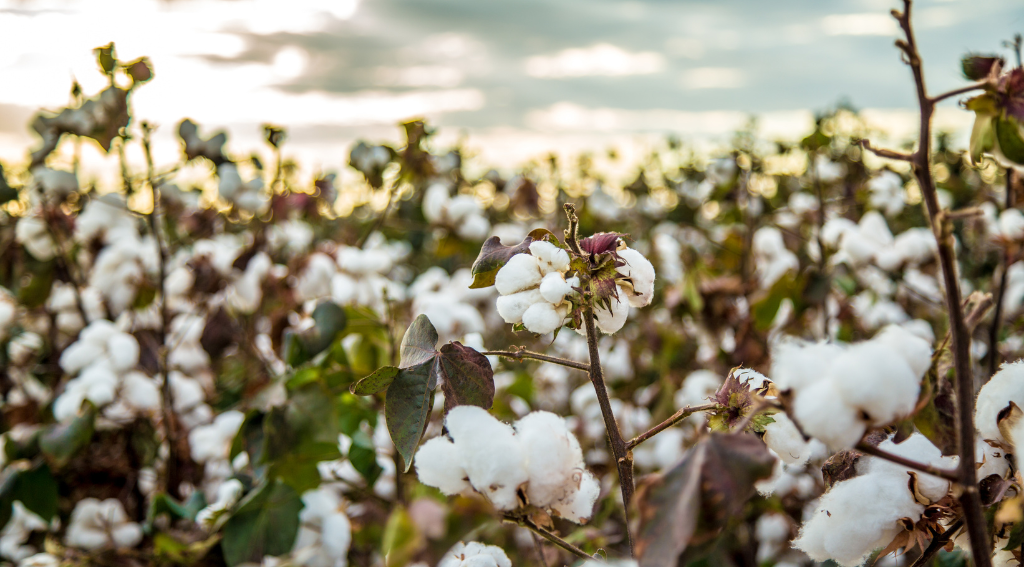 Organic Cotton: Price, Clothing & Why It Matters